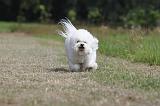 BICHON FRISE 491